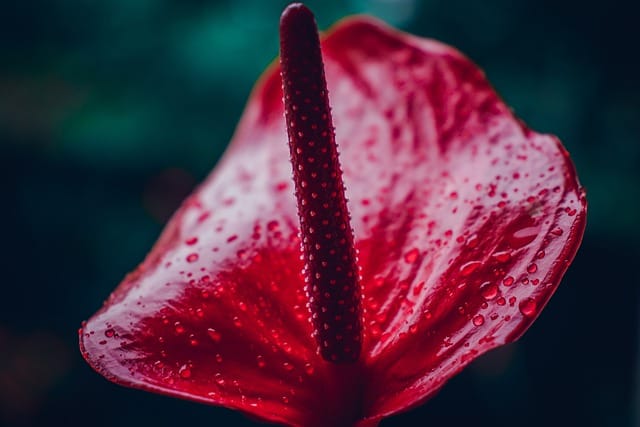 How to grow Anthuriums