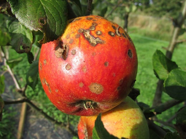 Fighting gardening diseases: Apple scab