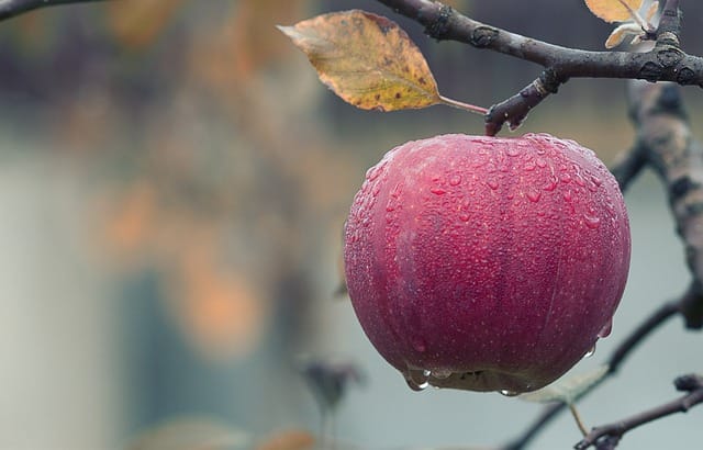 How to grow Apples