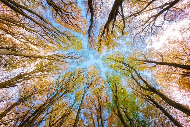 Identifying Beech trees