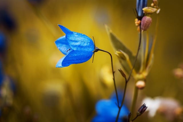 How to grow Bellflowers