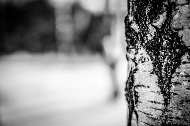 Identifying Birch trees