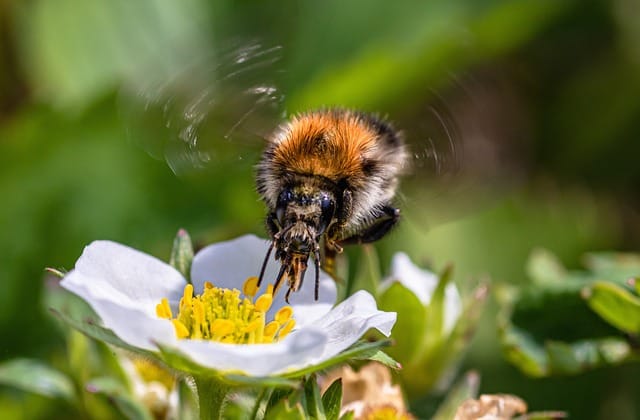 Promoting pollinators: Bumblebees