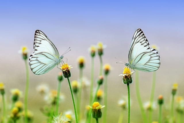 Promoting pollinators: Butterflies