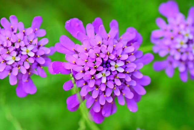 How to grow Candytufts