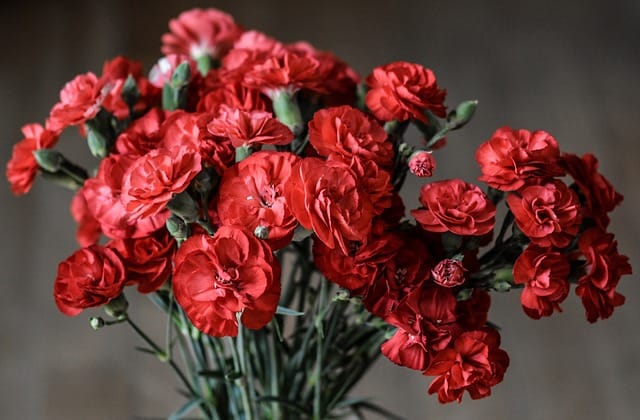 How to grow Carnations
