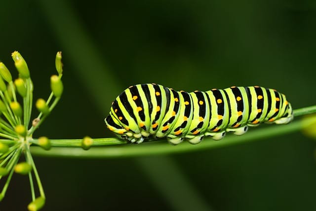 Fighting gardening pests: Caterpillars