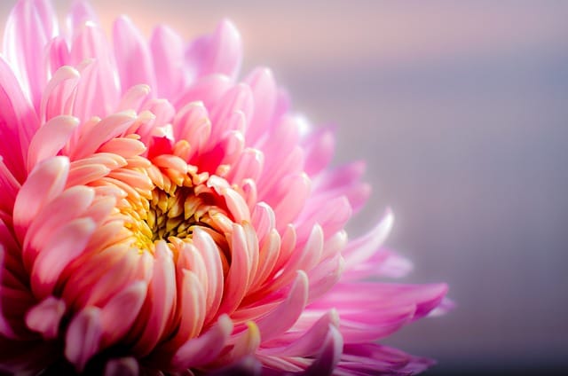 How to grow Chrysanthemums