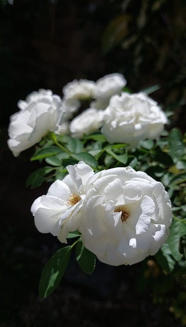 How to grow Climbing roses (Rosa)