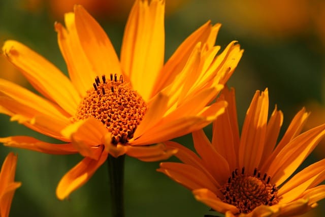 How to grow Coneflowers