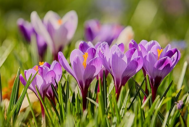 How to grow Crocuses