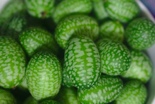 How to grow Cucamelons