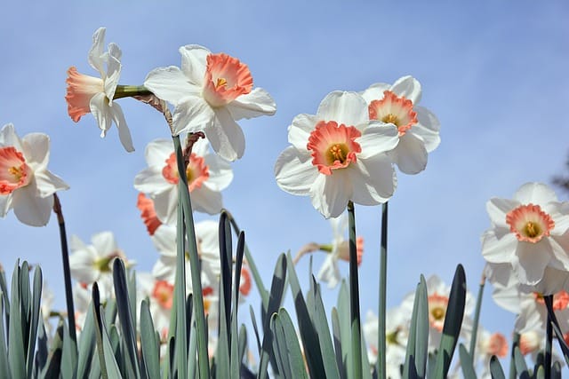 How to grow Daffodils