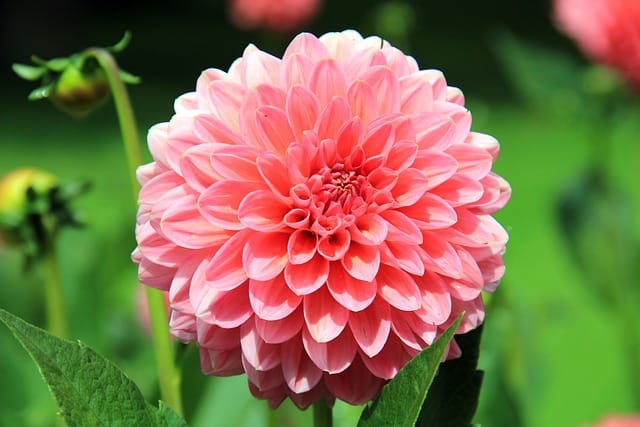 How to grow Dahlias