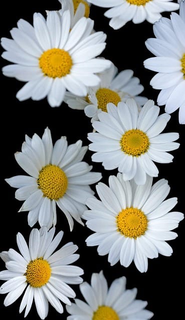 How to grow Daisies