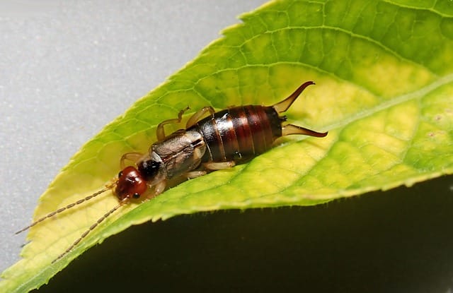 Fighting gardening pests: Earwigs