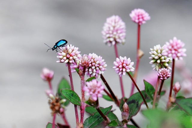 Promoting pollinators: Flower beetles