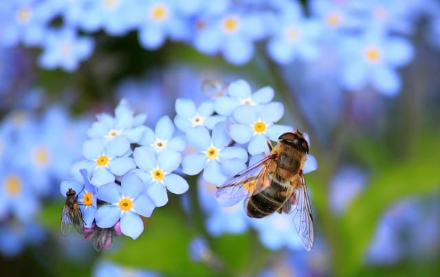 How to grow Forget-Me-Nots