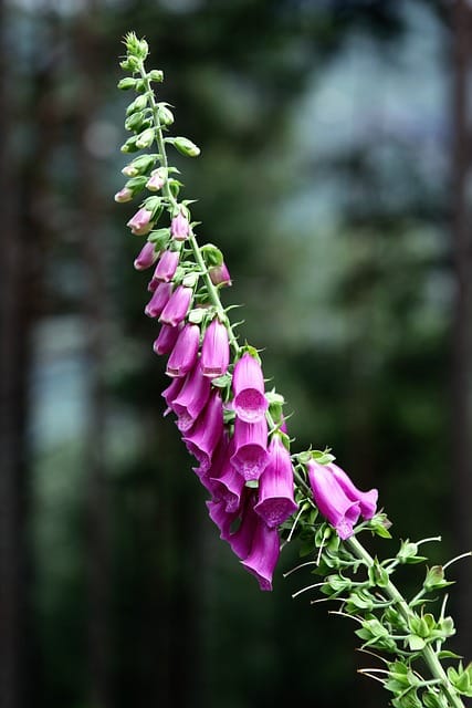 How to grow Foxgloves