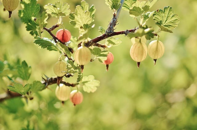 How to grow Gooseberries