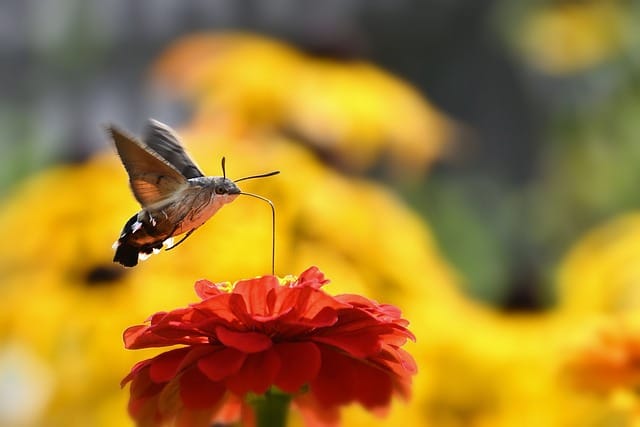 Promoting pollinators: Hawk moths