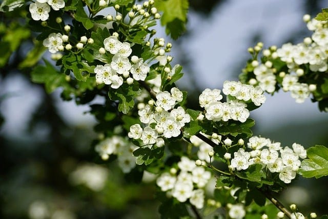 Identifying Hawthorn trees