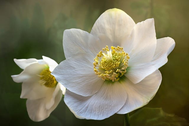 How to grow Hellebores