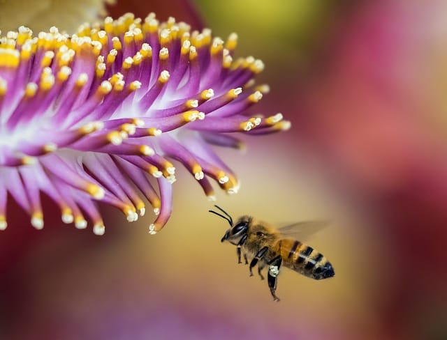 Promoting pollinators: Honeybees