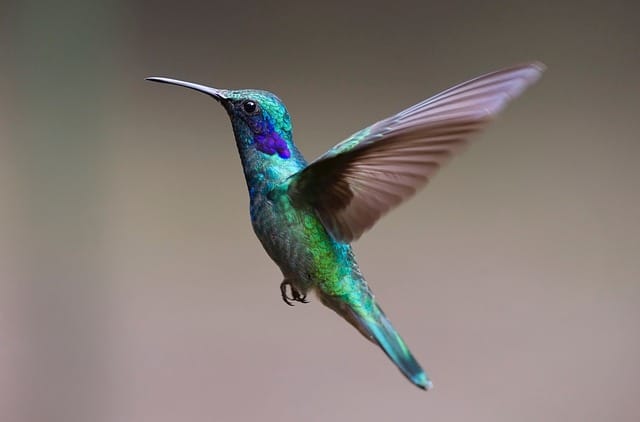 Promoting pollinators: Hummingbirds