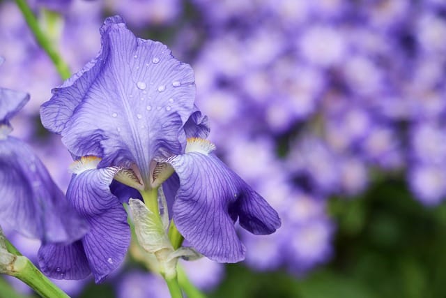 Fighting gardening diseases: Iris borers