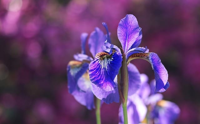 How to grow Irises