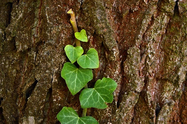 How to grow Ivy (Hedera)