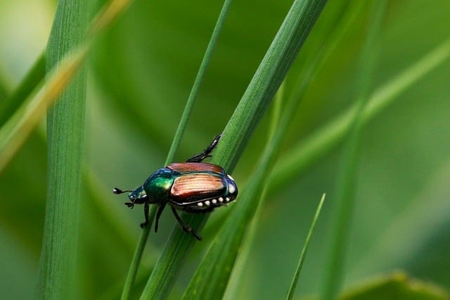 Fighting gardening pests: Japanese beetles