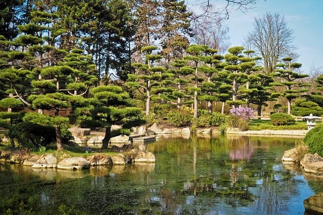 Identifying Japanese Cedar trees