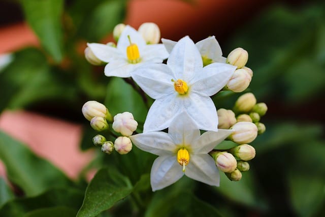 How to grow Jasmine (Jasminum)