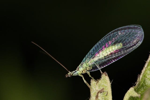 Promoting pollinators: Lacewings