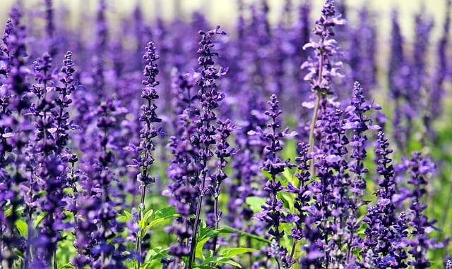 How to grow Lavenders