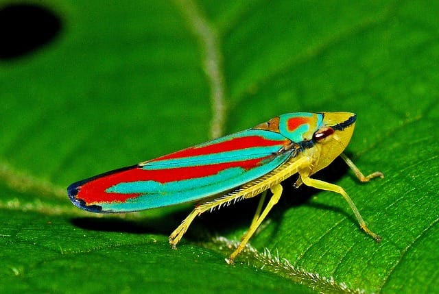 Fighting gardening pests: Leafhoppers