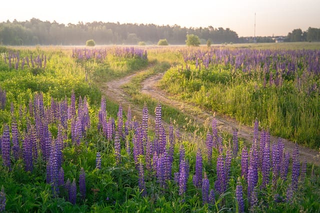 How to grow Lupines