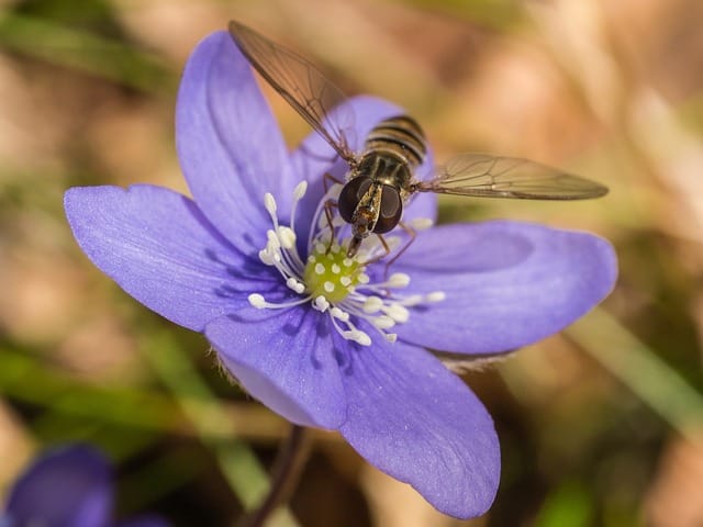 Promoting pollinators: March flies