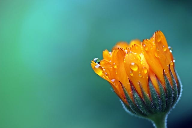 How to grow Marigolds