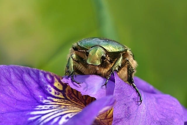 Promoting pollinators: Metallic green beetles