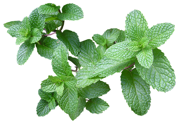 How to grow Mint