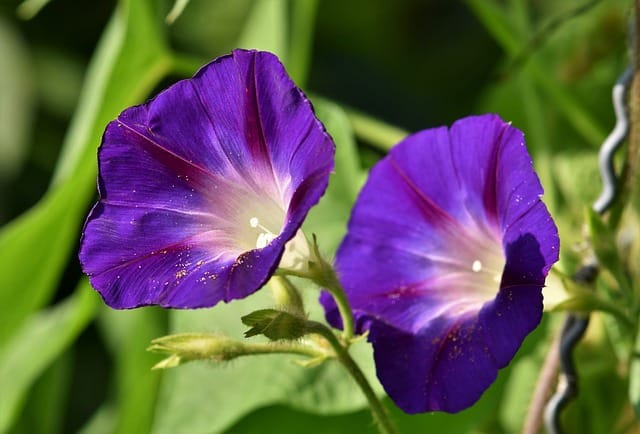 How to grow Morning Glories