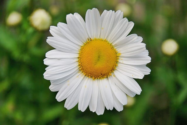 How to grow Oxeye Daisies