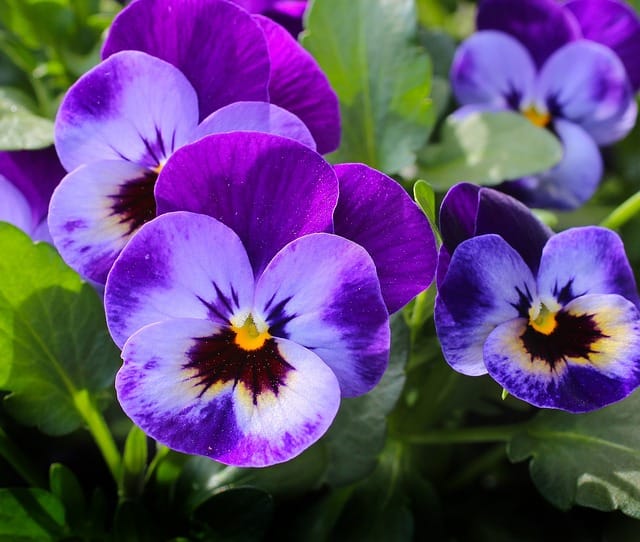 How to grow Pansies
