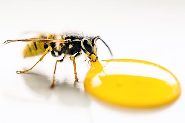 Promoting pollinators: Paper wasps