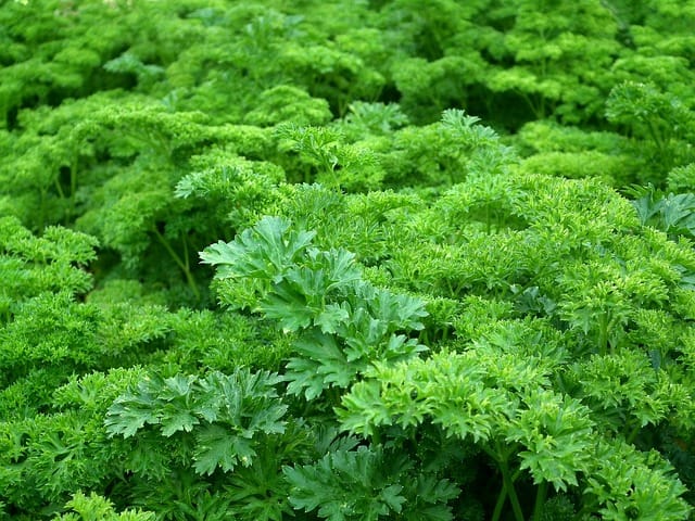 How to grow Parsley