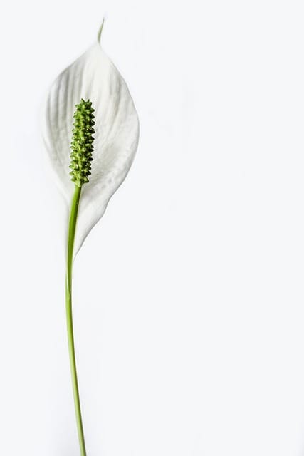 How to grow Peace Lilies