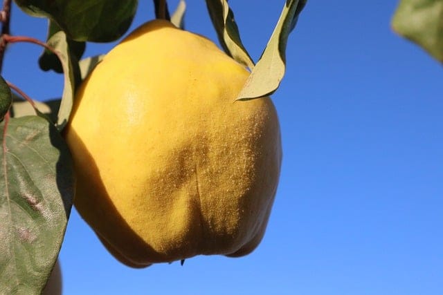 How to grow Quinces